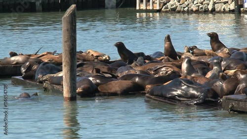 A busy crowd of Sea lions enjoying the morning sunshine at Pier 39 photo