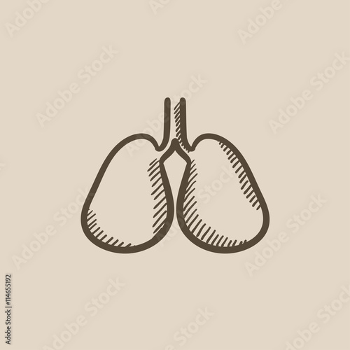 Lungs sketch icon.