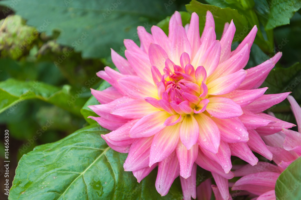 Obraz premium Colorful dahlia flower in the garden