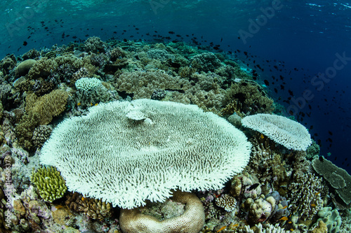 Bleached Table Coral in Indonesia