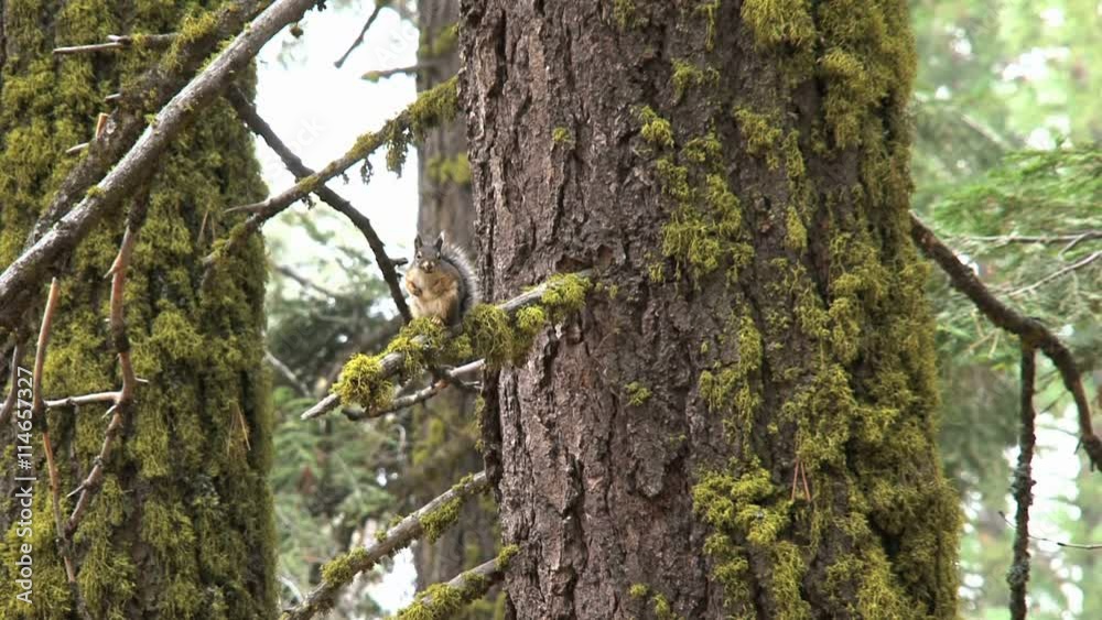 Golden-mantled ground squirrel Golden-mantled ground squirrel