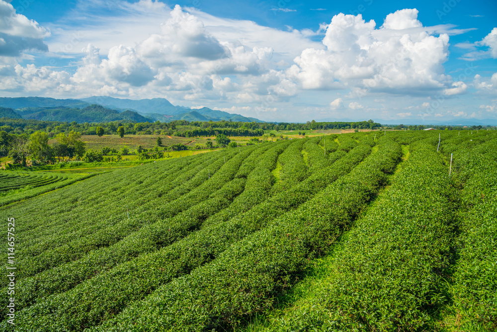 Choui Fong Tea plantations in Chiangrai the northern province in
