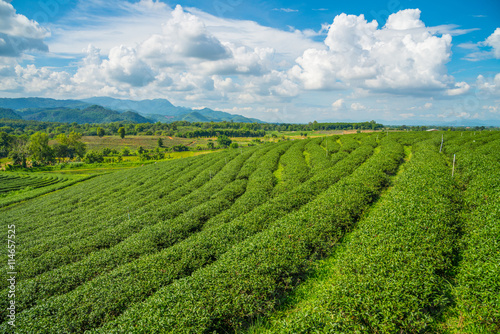 Wallpaper Mural Choui Fong Tea plantations in Chiangrai the northern province in Torontodigital.ca