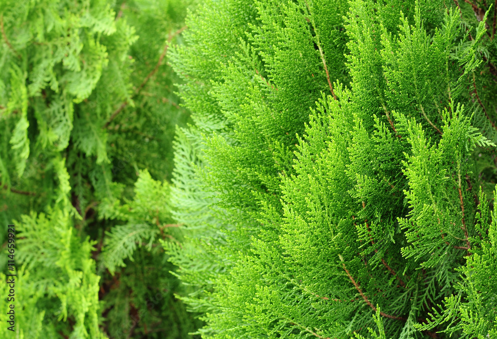 pine leaves of nature , pine texture background pine leaves of nature , pine texture background