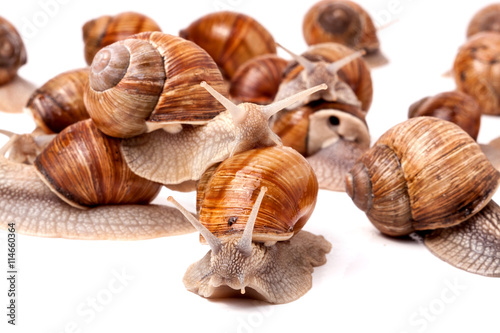 some snails crawling on a white background closeup