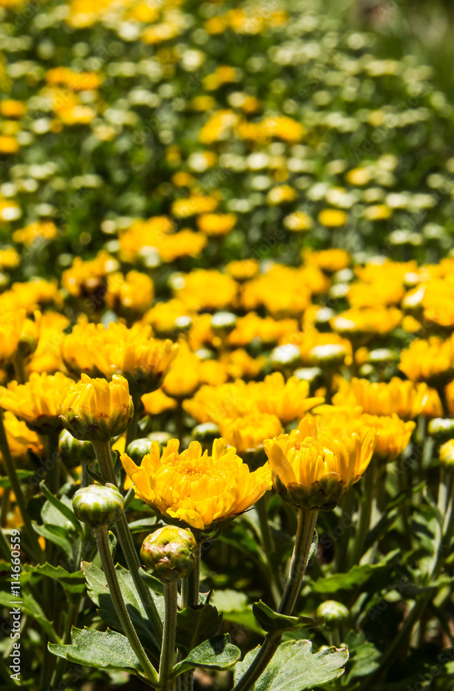 Yellow chrysanthemum