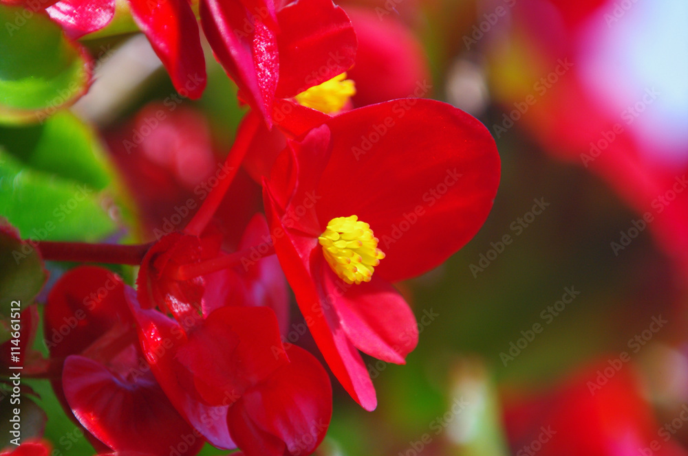 Obraz premium 真っ赤なベゴニア