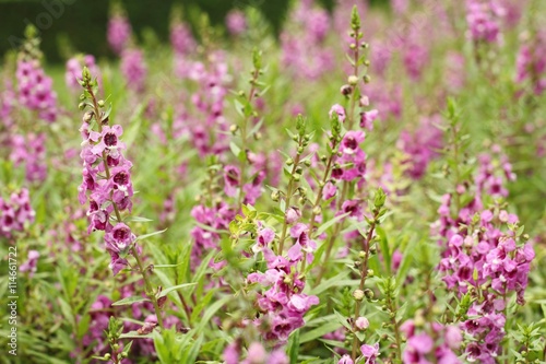 pink flower or Angelonia goyazensis Benth