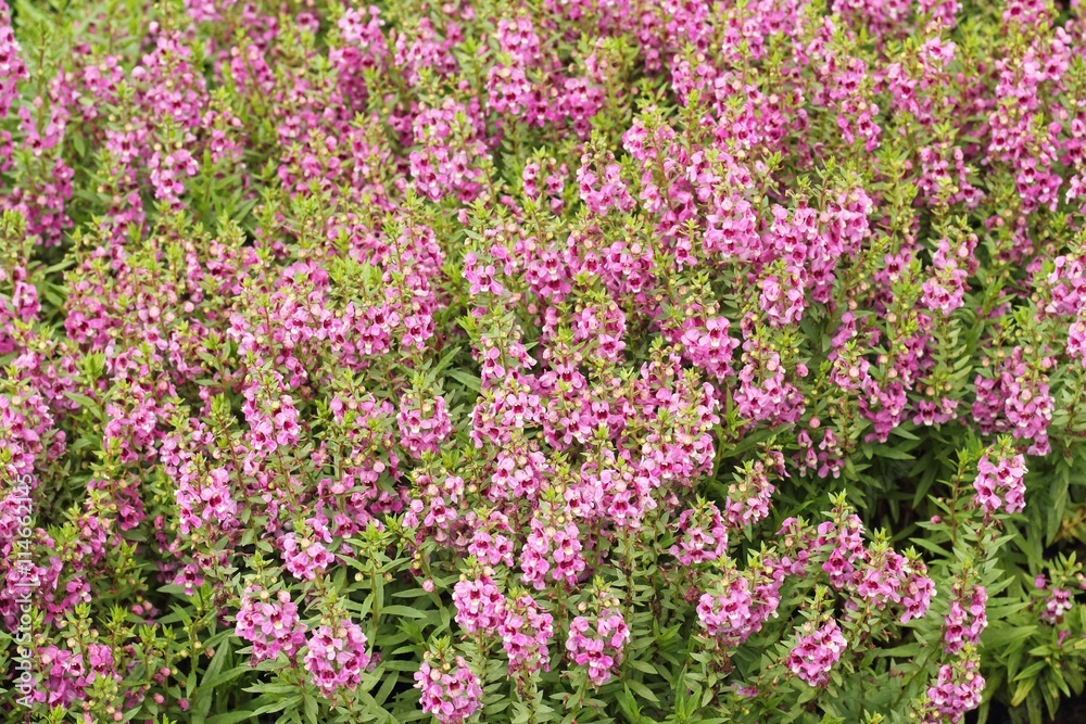 pink flower or Angelonia goyazensis Benth