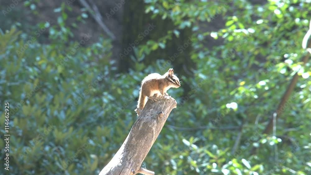 Golden-mantled ground squirrel
