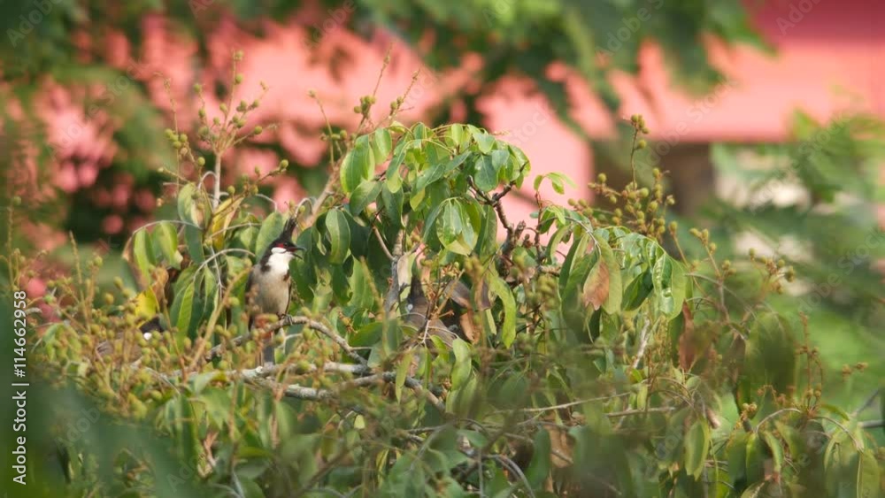family of Red-whiskered bulbul birds resting on the longan branch family of Red-whiskered bulbul birds resting on the longan branch