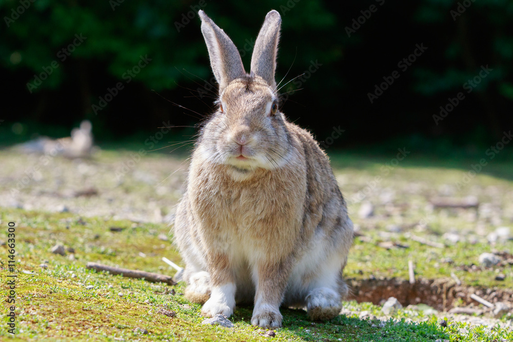 Fototapeta premium 野生のウサギ -うさぎの楽園 大久野島-