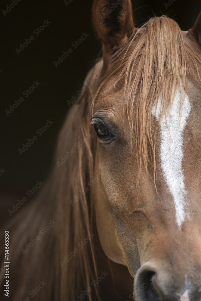 Obraz premium Arabian Portrait