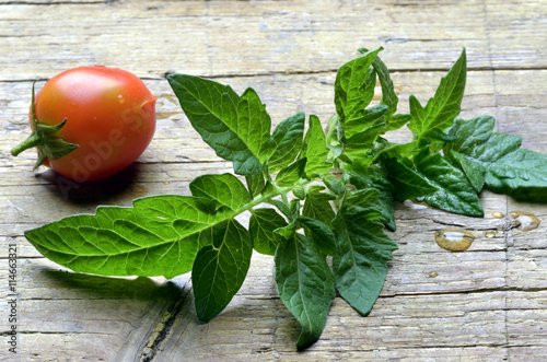 Solanum lycopersicum Pomodoro Piccadilly photo