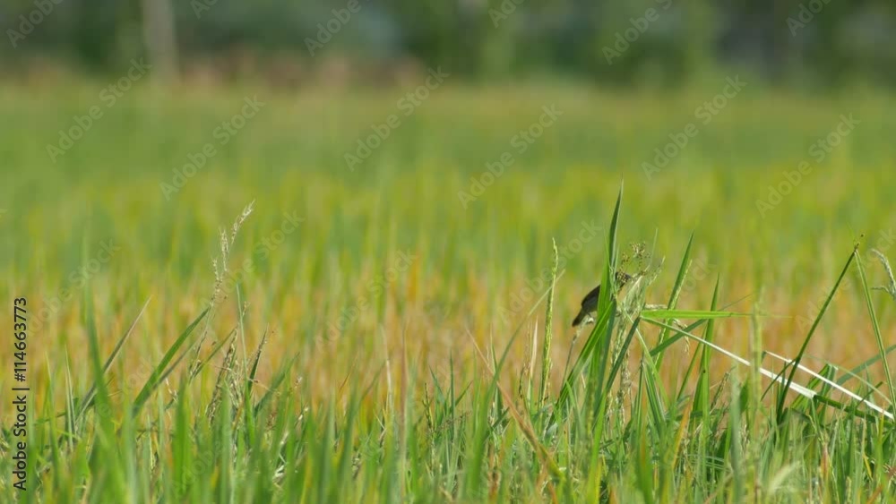 small bird is eating the young seedling of rice and rapidly flying away small bird is eating the young seedling of rice and rapidly flying away