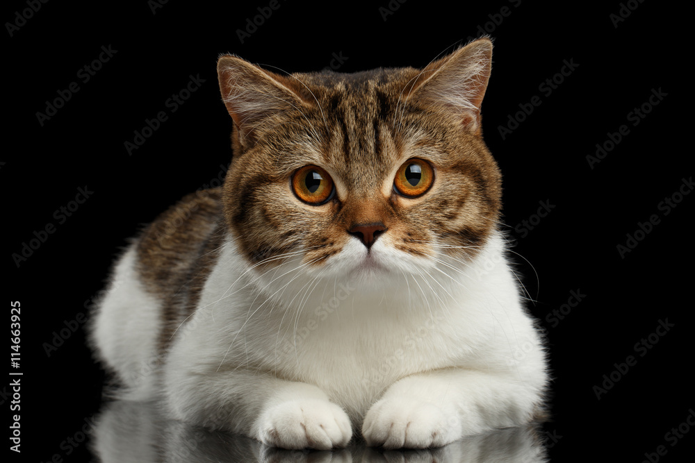 Closeup Cute Scottish Straight Male Cat Face Lying with paw on Isolated Black Background, Front view, Curious Looking in Camera Tabby with white Cat