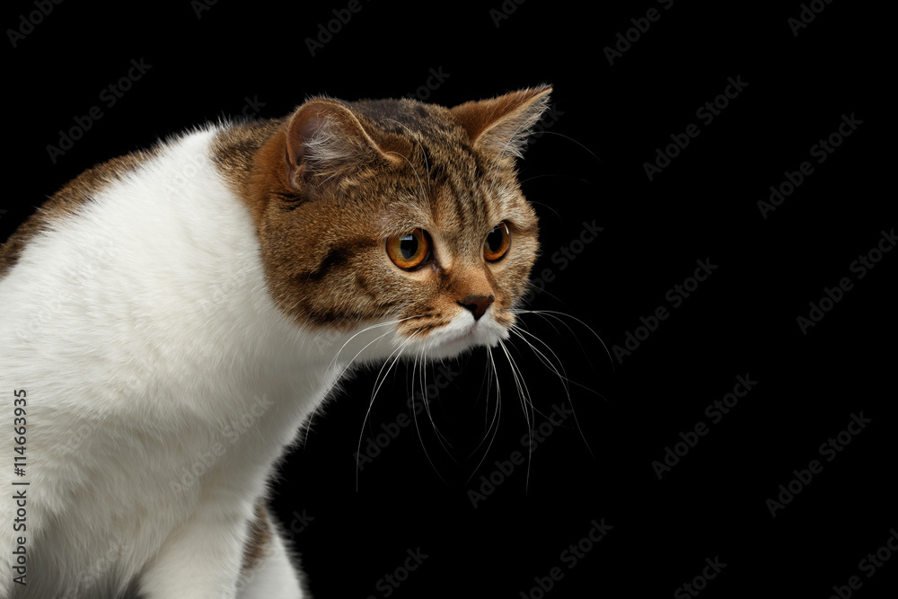 Funny Scottish Straight Male Cat Raising Head on Isolated Black Background, Front view, Curious Looks, Spot with white Cat