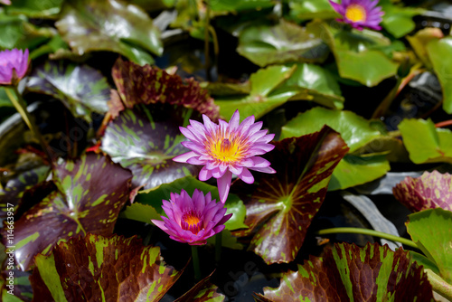 Beautiful waterlily or lotus flower on the farm  Thailand.