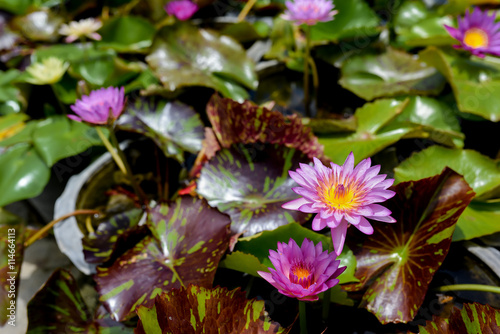 Beautiful waterlily or lotus flower on the farm  Thailand.