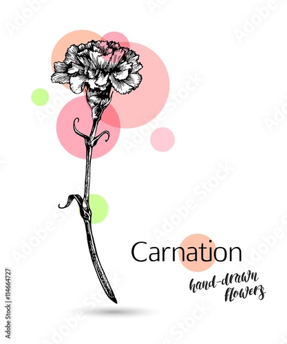 Carnation flower for wedding or birthday card. Monochrome carnation flower isolated on white background. Carnation branch, flowers and leaves. Vector illustration.