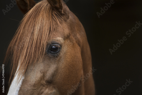 Fototapeta Naklejka Na Ścianę i Meble -  Arabian head