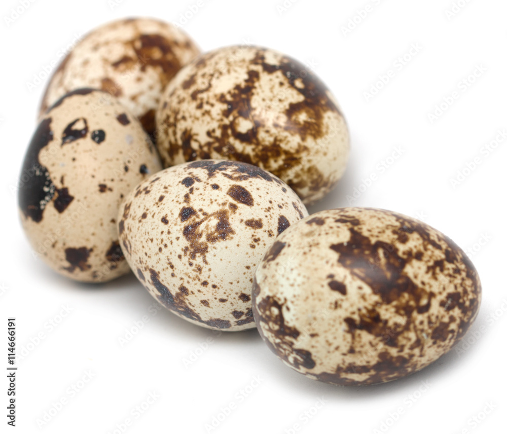 quail eggs on a white background quail eggs on a white background