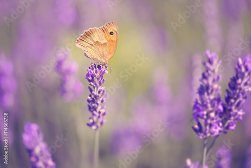 Fototapeta Naklejka Na Ścianę i Meble -  Butterfly on lavender flower
