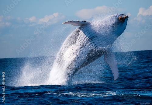 A humpback whale breaching