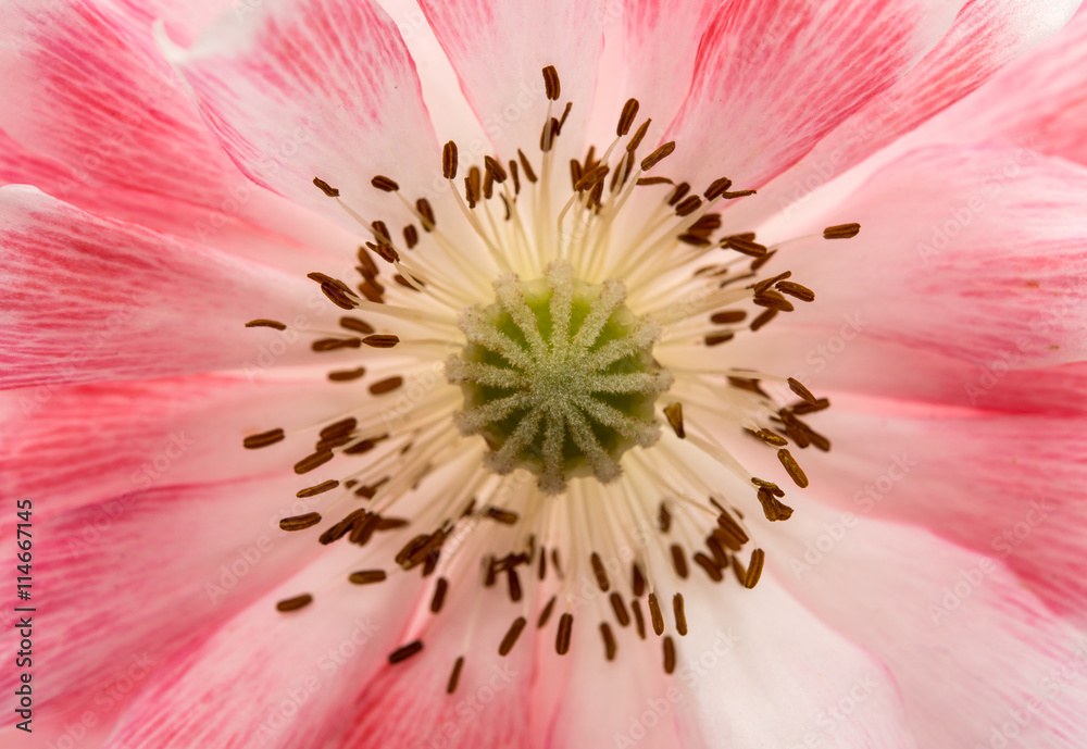 Obraz premium beautiful poppies closeup