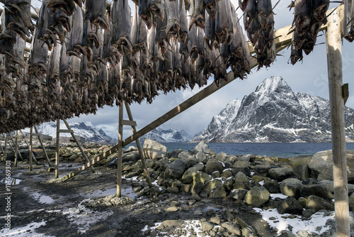 Stockfish (cod) in winter time in Gimsoy, Lofoten Islands, Norwa photo