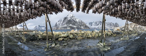 Stockfish hanging in the winter in Reine, Lofoten Islands, Norwa photo