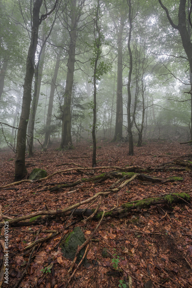 Misty beginning of the autumn in the forest Misty beginning of the autumn in the forest