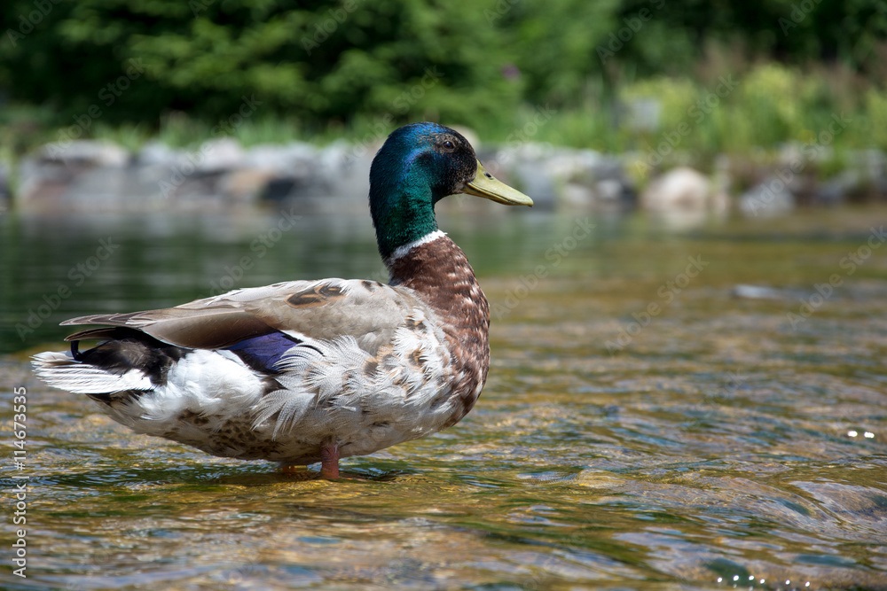duck sitting on a water duck sitting on a water
