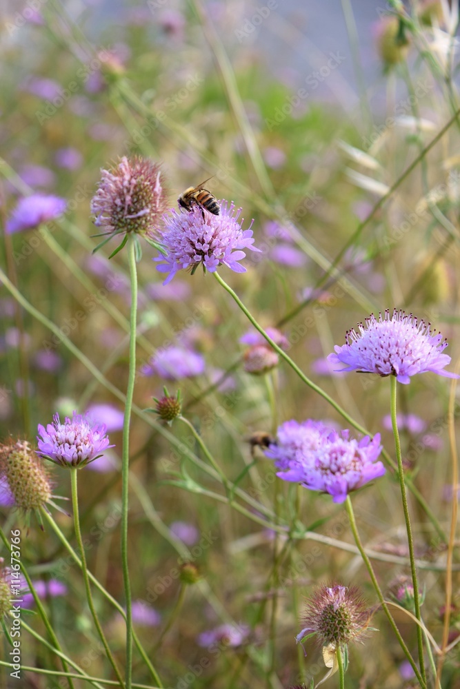 ape su fiore di Knautia arvensis in un campo 