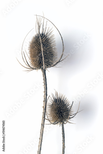 Two dead  dry long thistles over white background