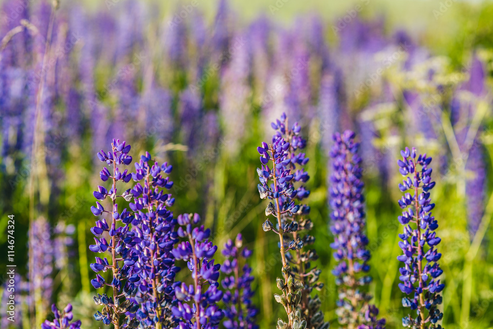 Fototapeta premium Purple Lupine Field