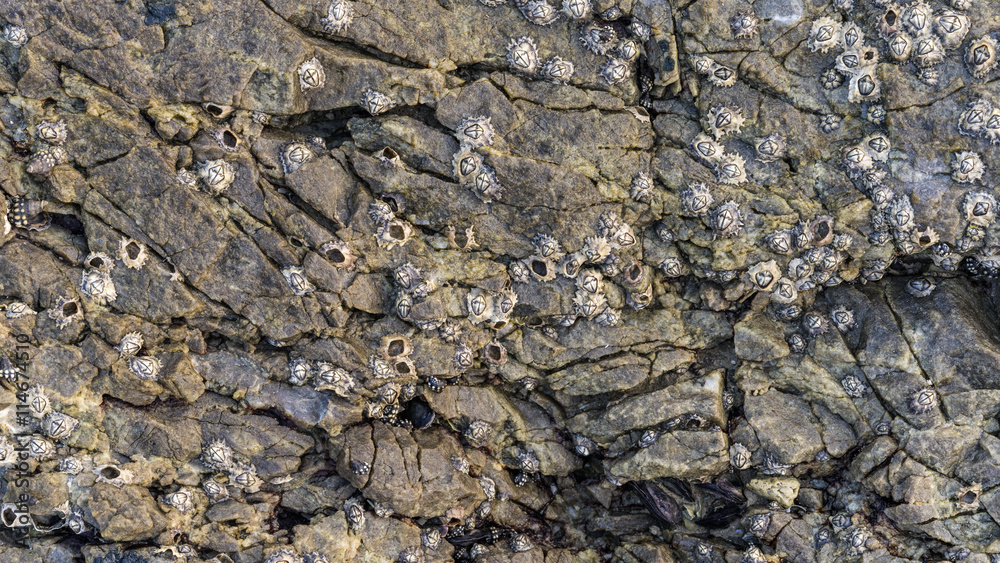 Macro detail of shellfish on stone great for design, website Macro detail of shellfish on stone great for design, website