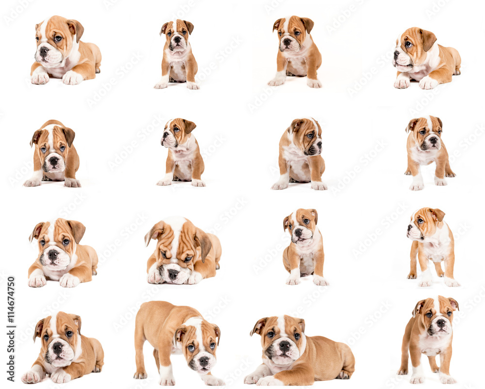 English bulldog puppy collage
