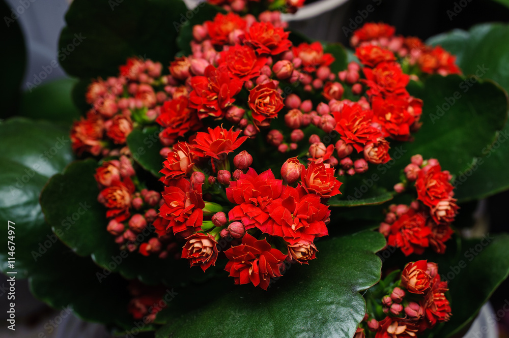 red kalanchoe flower close up