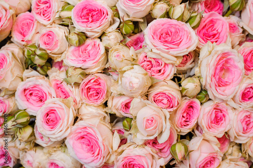 Background image of fresh light pink roses . flower texture © fesenko