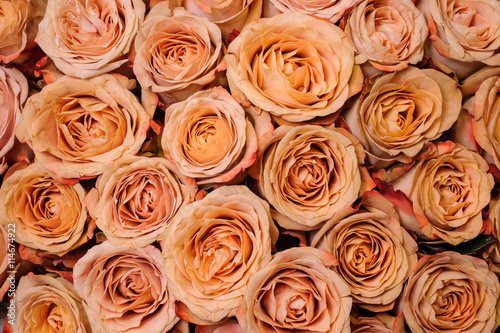 Background image of fresh beige orange roses . flower texture
