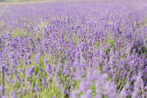Lavender field in the summer time © _chupacabra_