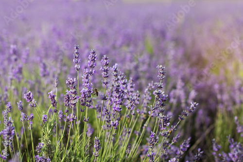 Lavender field in the summer time © _chupacabra_