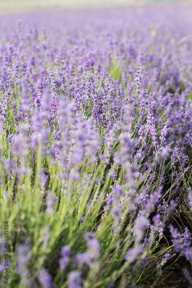 Purple lavender field in the sunset time