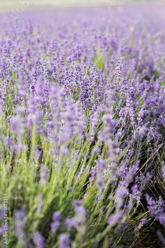 Purple lavender field in the sunset time