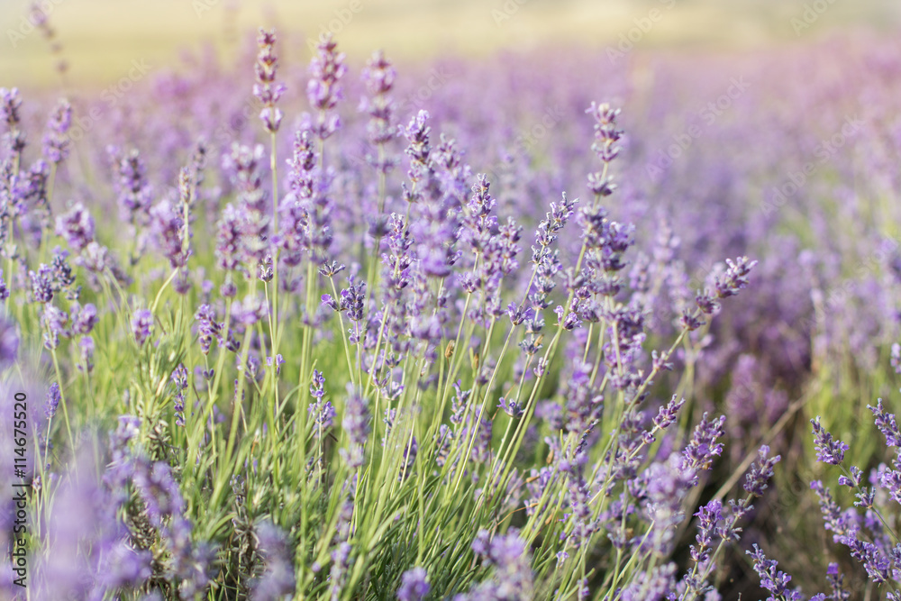 Naklejka premium Closeup picture purple lavender field