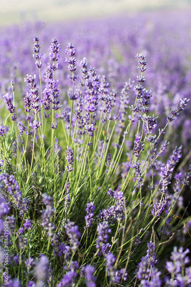 Obraz premium Closeup picture purple lavender field