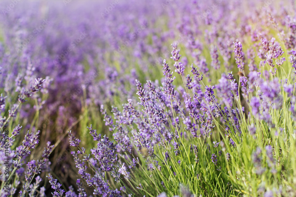 Closeup picture purple lavender field