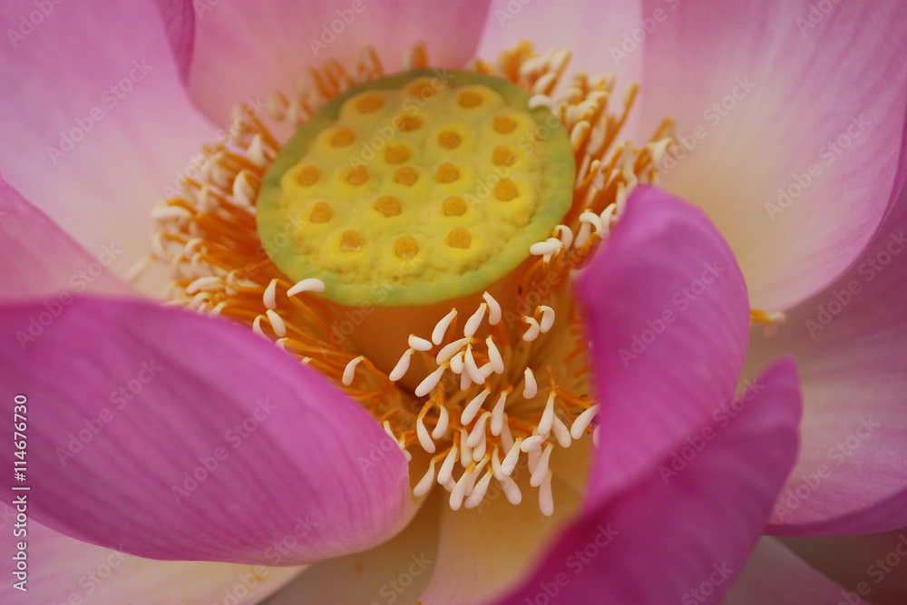 古代蓮の花托 古代蓮の花托