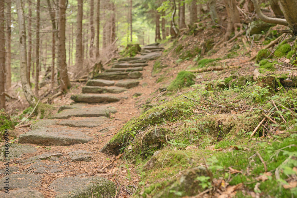 Steiniger Waldweg